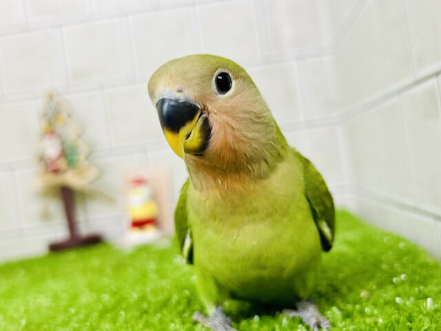 コザクラインコ（小桜インコ）