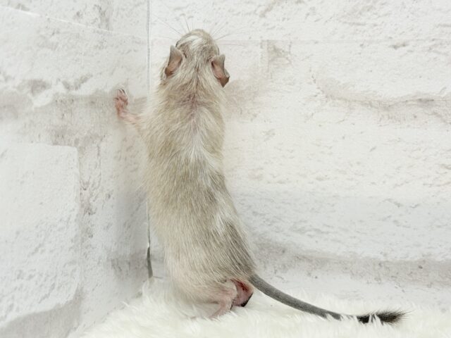 お話聞くのが好きなんだっ♬*°デグー(パイド) 女の子 デグー