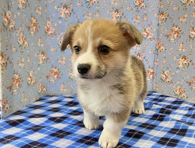 フレンドリーなわんこはいかが？✨ウェルシュ・コーギー入舎💖