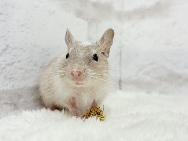 お話聞くのが好きなんだっ♬*°デグー(パイド) 女の子 デグー