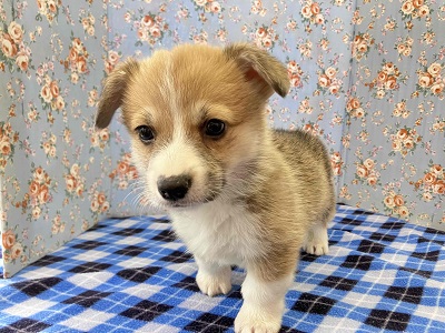 ウェルシュコーギー・ペンブローグ