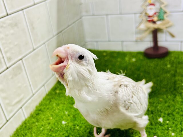 【最新画像更新☆】セピアにきらり✧*。ココ懐日和🥥💭❕オカメインコ(WFシナモンパールパイド/2025年10月下旬生まれ) オカメインコ