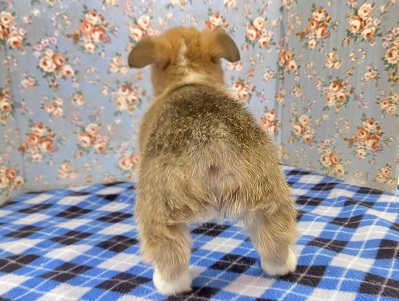 ウェルシュコーギー・ペンブローグ