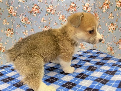 ウェルシュコーギー・ペンブローグ