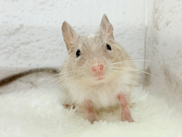 お話聞くのが好きなんだっ♬*°デグー(パイド) 女の子 お話聞くのが好きなんだっ♬*°デグー(パイド) 女の子