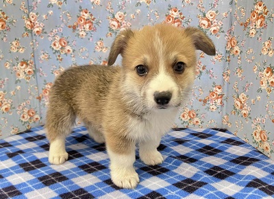 ウェルシュコーギー・ペンブローグ