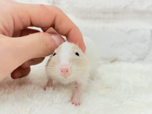 【最新画像更新🪄】癒し系担当です♡デグー(サンドパイド) 男の子 デグー