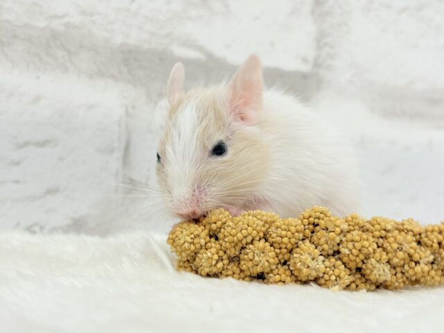 【最新画像更新🪄】癒し系担当です♡デグー(サンドパイド) 男の子 デグー