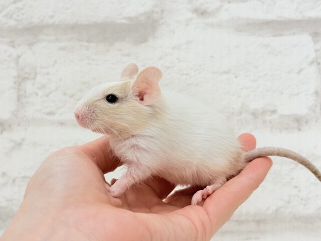 【最新画像更新🪄】癒し系担当です♡デグー(サンドパイド) 男の子 デグー