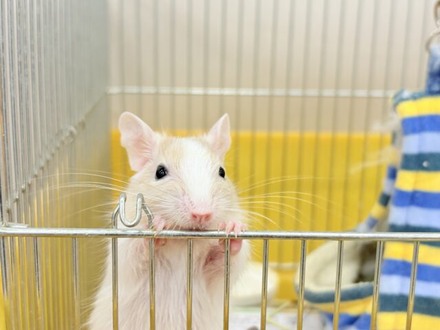 【最新画像更新🪄】癒し系担当です♡デグー(サンドパイド) 男の子 デグー