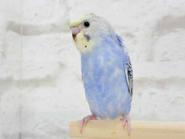 梵天セキセイインコ