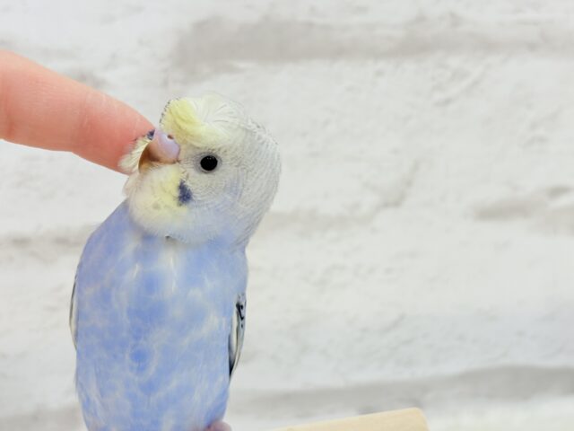 梵天セキセイインコ