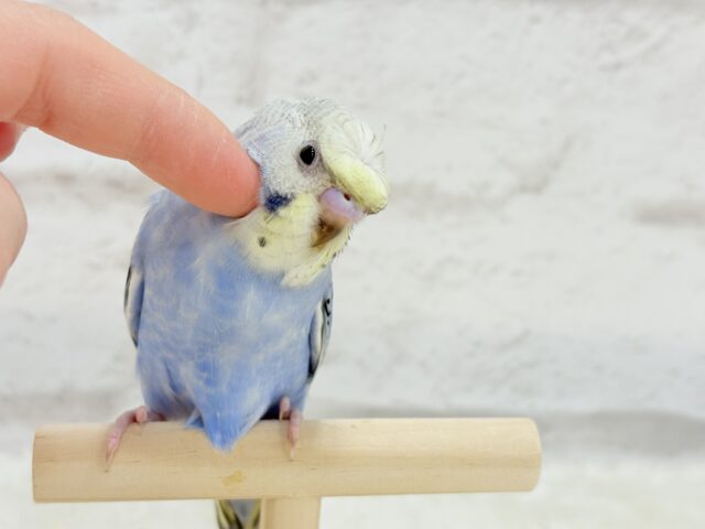 梵天セキセイインコ