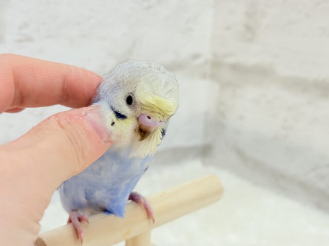 梵天セキセイインコ