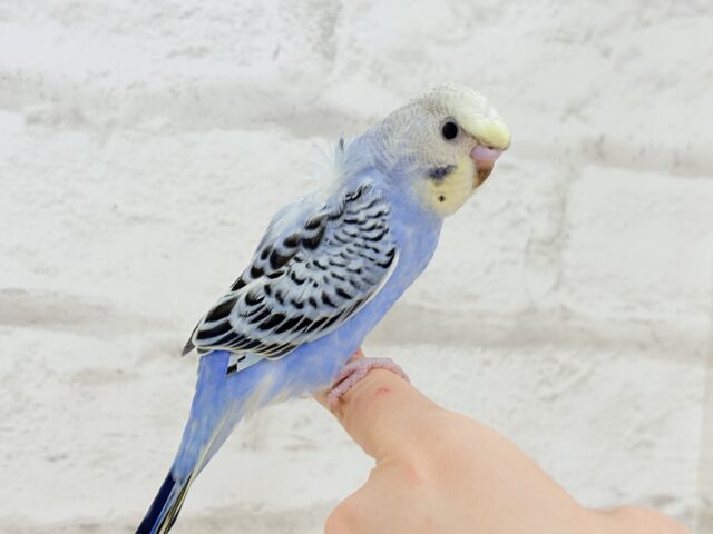 梵天セキセイインコ