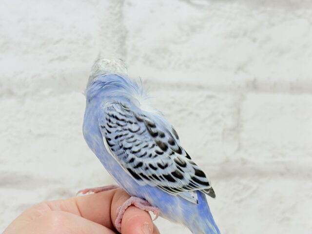 梵天セキセイインコ