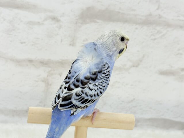 梵天セキセイインコ