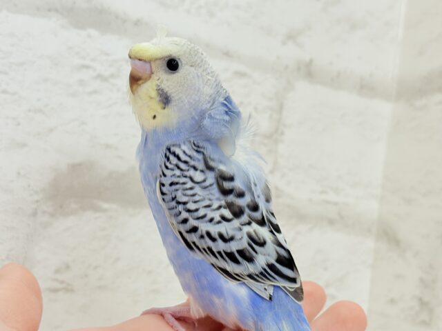 梵天セキセイインコ