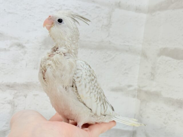 オカメインコ