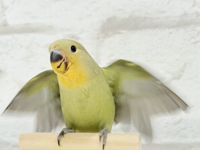 コザクラインコ（小桜インコ）