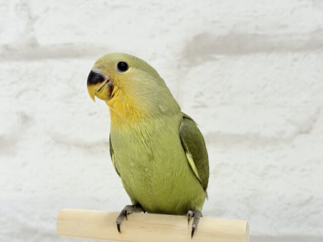 【最新画像更新🪄ひとり餌になりました☆】ふんわり優しい抹茶ちゃん🍵🍡コザクラインコ(オリーブ) ヒナ コザクラインコ(小桜インコ)