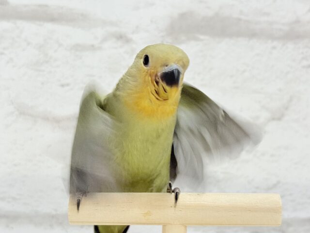 【最新画像更新🪄ひとり餌になりました☆】ふんわり優しい抹茶ちゃん🍵🍡コザクラインコ(オリーブ) ヒナ コザクラインコ(小桜インコ)