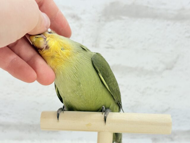 【最新画像更新🪄ひとり餌になりました☆】ふんわり優しい抹茶ちゃん🍵🍡コザクラインコ(オリーブ) ヒナ コザクラインコ(小桜インコ)