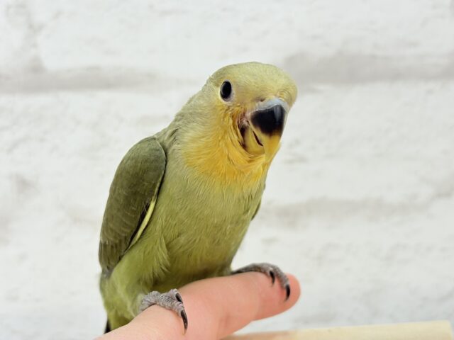 【最新画像更新🪄ひとり餌になりました☆】ふんわり優しい抹茶ちゃん🍵🍡コザクラインコ(オリーブ) ヒナ コザクラインコ(小桜インコ)