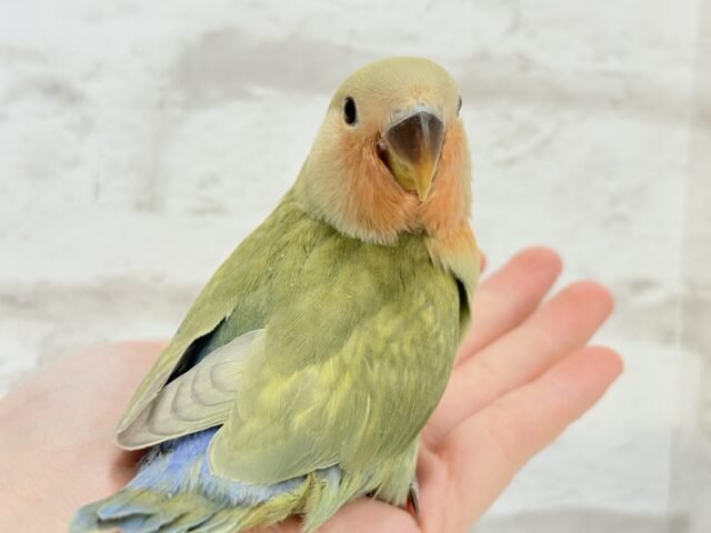 コザクラインコ（小桜インコ）