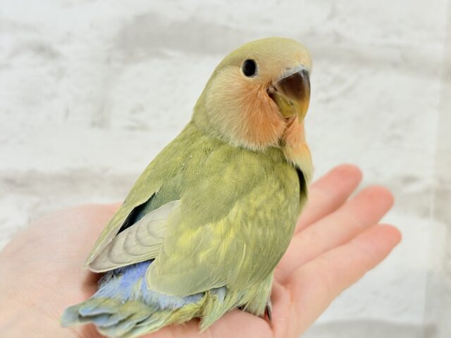 コザクラインコ（小桜インコ）