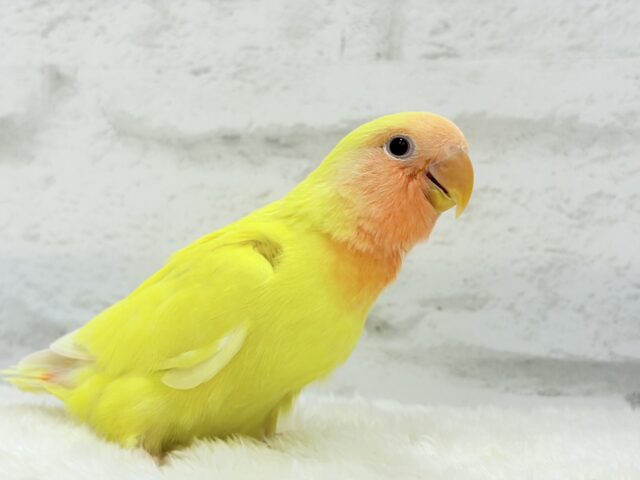 コザクラインコ（小桜インコ）