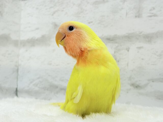 コザクラインコ（小桜インコ）