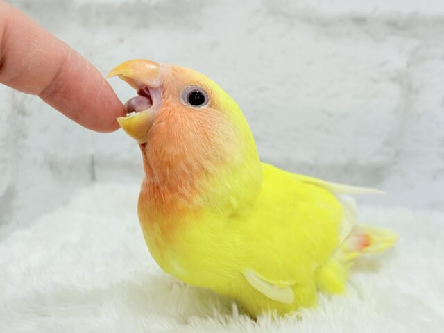 コザクラインコ（小桜インコ）