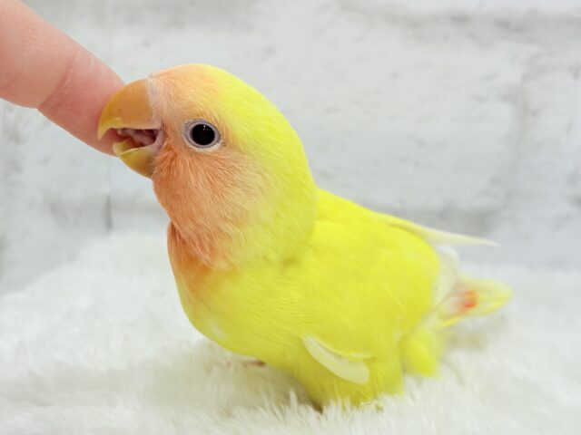 コザクラインコ（小桜インコ）