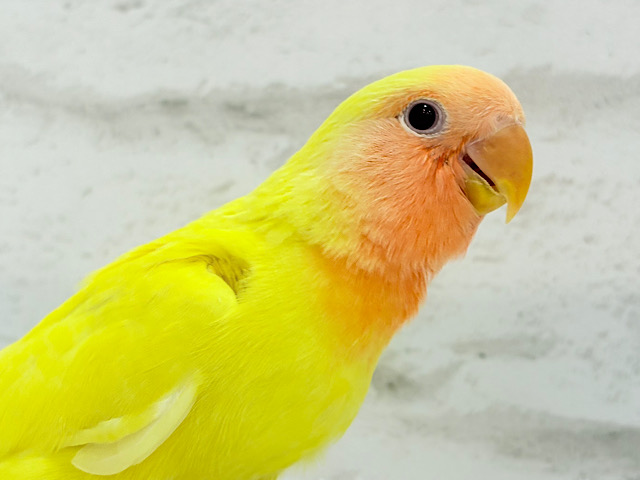 【最新画像・動画更新🪄】みんなを照らす太陽さん🌻☀️𓈒𓏸コザクラインコ(ルチノー) ヒナ