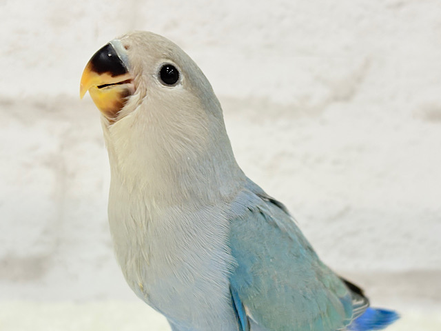 【最新画像・動画更新🪄】広くて深い海みたい🐣🌊コザクラインコ(ブルー) ヒナ