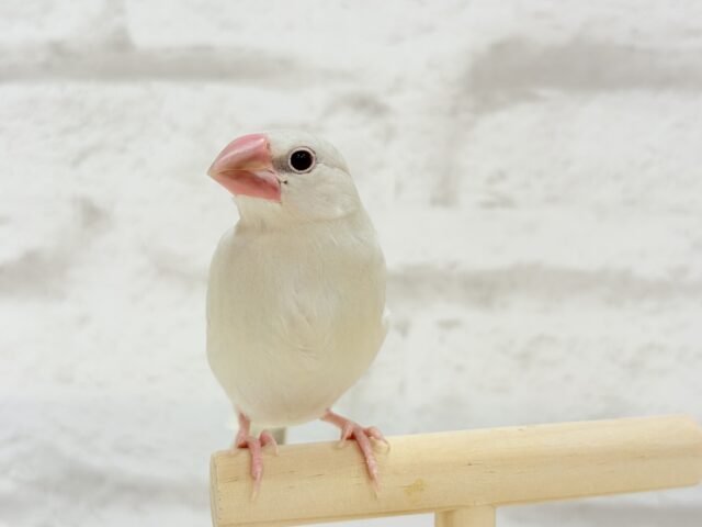 【最新画像更新🪄ひとり餌になりました☆】おめめきらきらワクワクさん🌍✨シルバー文鳥 ヒナ シルバー文鳥