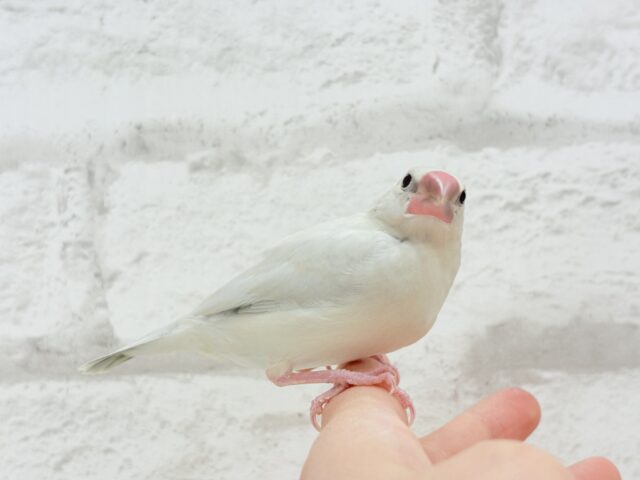 【最新画像更新🪄ひとり餌になりました☆】おめめきらきらワクワクさん🌍✨シルバー文鳥 ヒナ シルバー文鳥