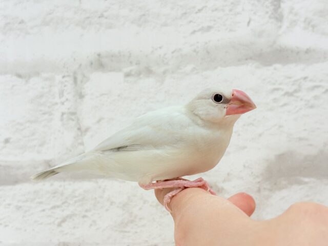 【最新画像更新🪄ひとり餌になりました☆】おめめきらきらワクワクさん🌍✨シルバー文鳥 ヒナ シルバー文鳥
