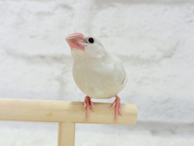 【最新画像更新🪄ひとり餌になりました☆】おめめきらきらワクワクさん🌍✨シルバー文鳥 ヒナ シルバー文鳥