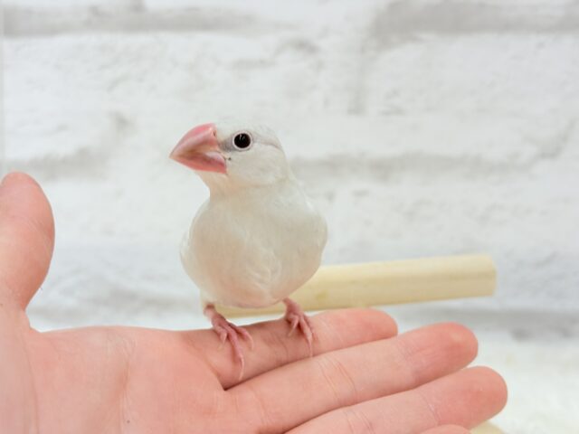 【最新画像更新🪄ひとり餌になりました☆】おめめきらきらワクワクさん🌍✨シルバー文鳥 ヒナ シルバー文鳥