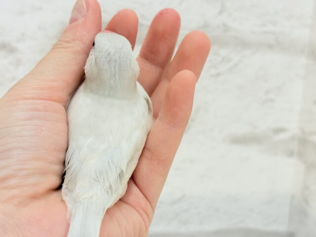 【最新画像更新🪄ひとり餌になりました☆】おめめきらきらワクワクさん🌍✨シルバー文鳥 ヒナ シルバー文鳥