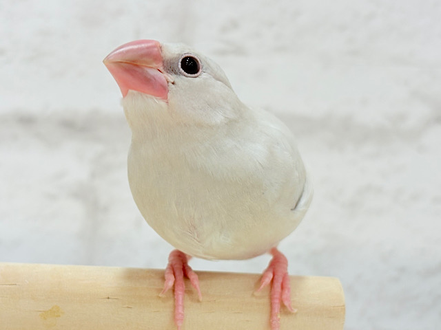 【最新画像更新🪄ひとり餌になりました☆】おめめきらきらワクワクさん🌍✨シルバー文鳥 ヒナ 【最新画像更新🪄ひとり餌になりました☆】おめめきらきらワクワクさん🌍✨シルバー文鳥 ヒナ