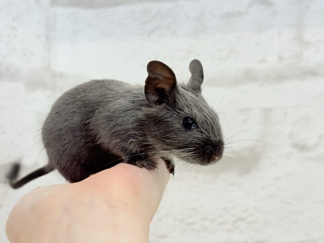 🌿🐭デグーフェア🥜始まるよー!!! 説明画像です