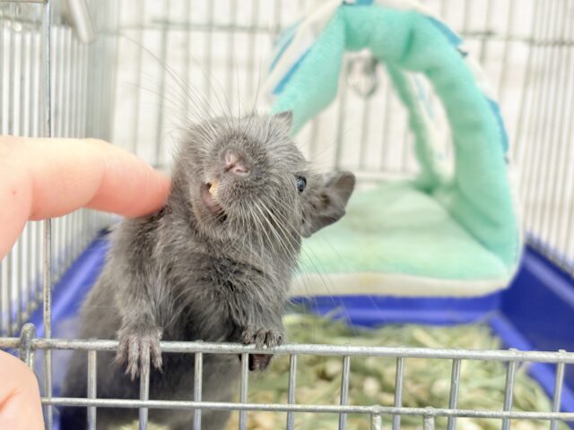 🌿🐭デグーフェア🥜始まるよー!!! 説明画像です