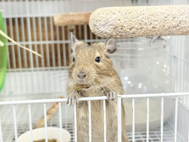 🌿🐭デグーフェア🥜始まるよー!!! 説明画像です