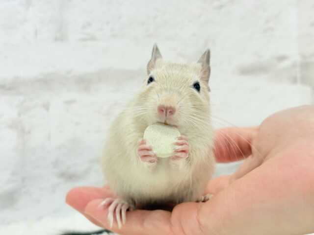 🌿🐭デグーフェア🥜始まるよー!!! 説明画像です