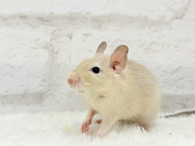 🌿🐭デグーフェア🥜始まるよー!!! 説明画像です