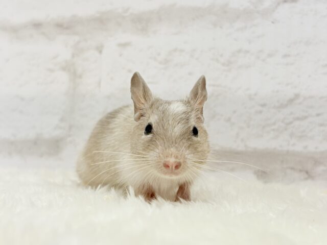 🌿🐭デグーフェア🥜始まるよー!!! 説明画像です