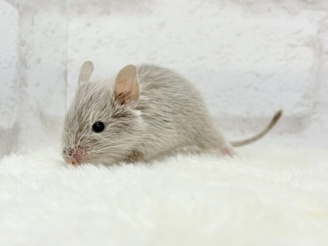 🌿🐭デグーフェア🥜始まるよー!!! 説明画像です